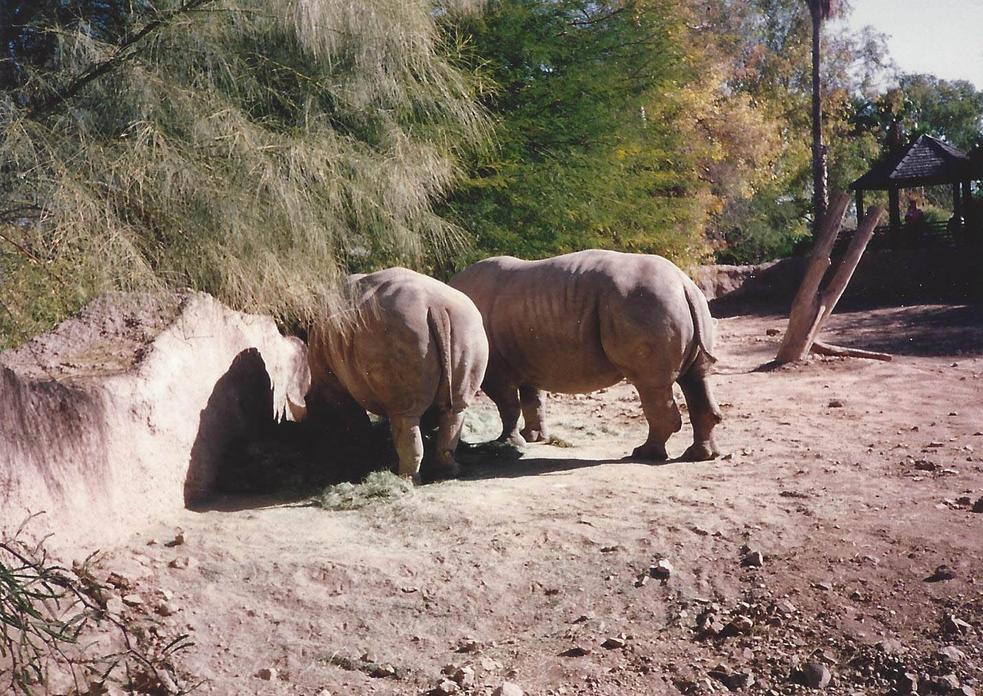 Southern White Rhino 1990s