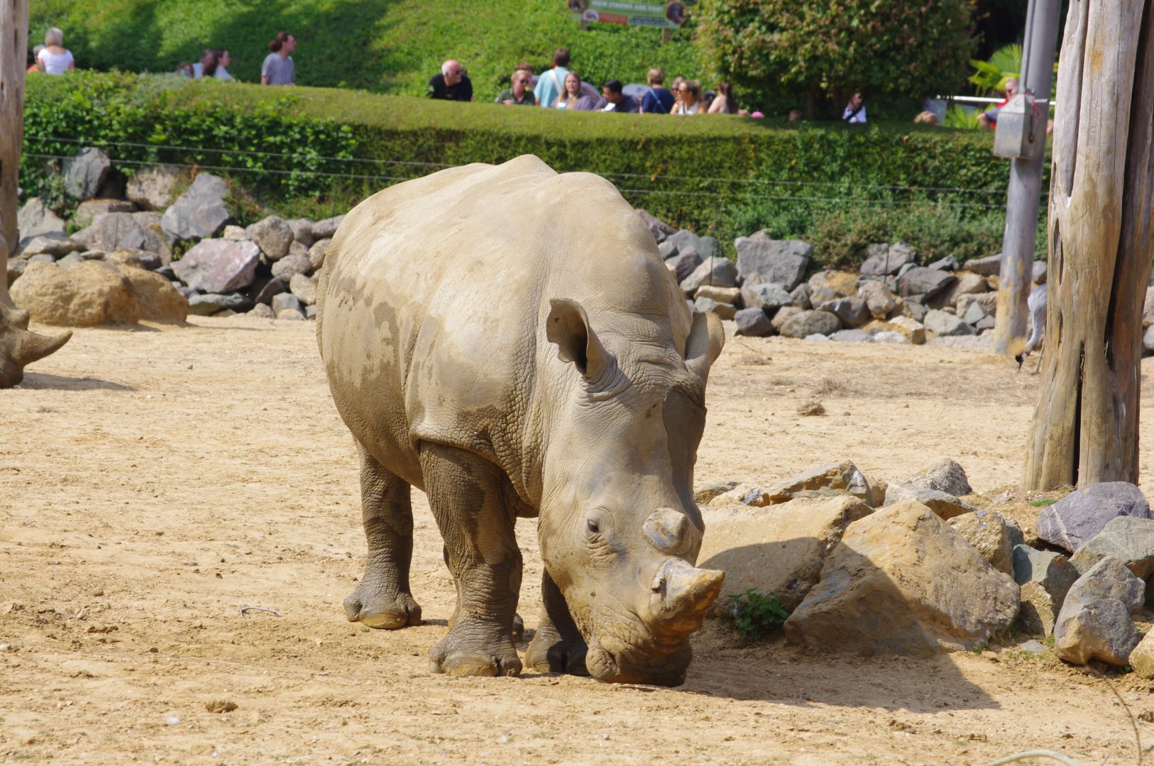 Southern White Rhino- 2/8/2024