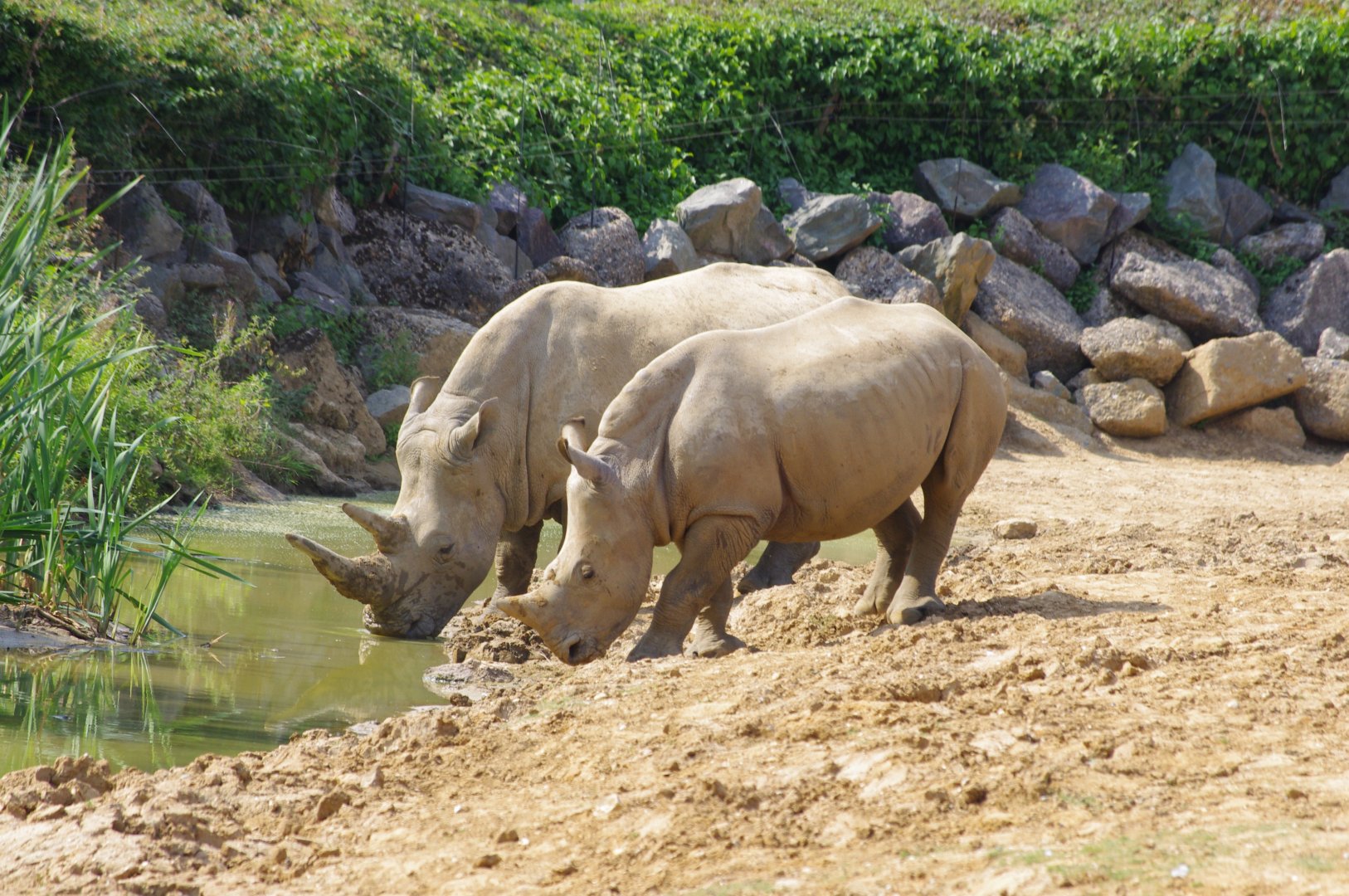 Southern White Rhino- 2/8/2024