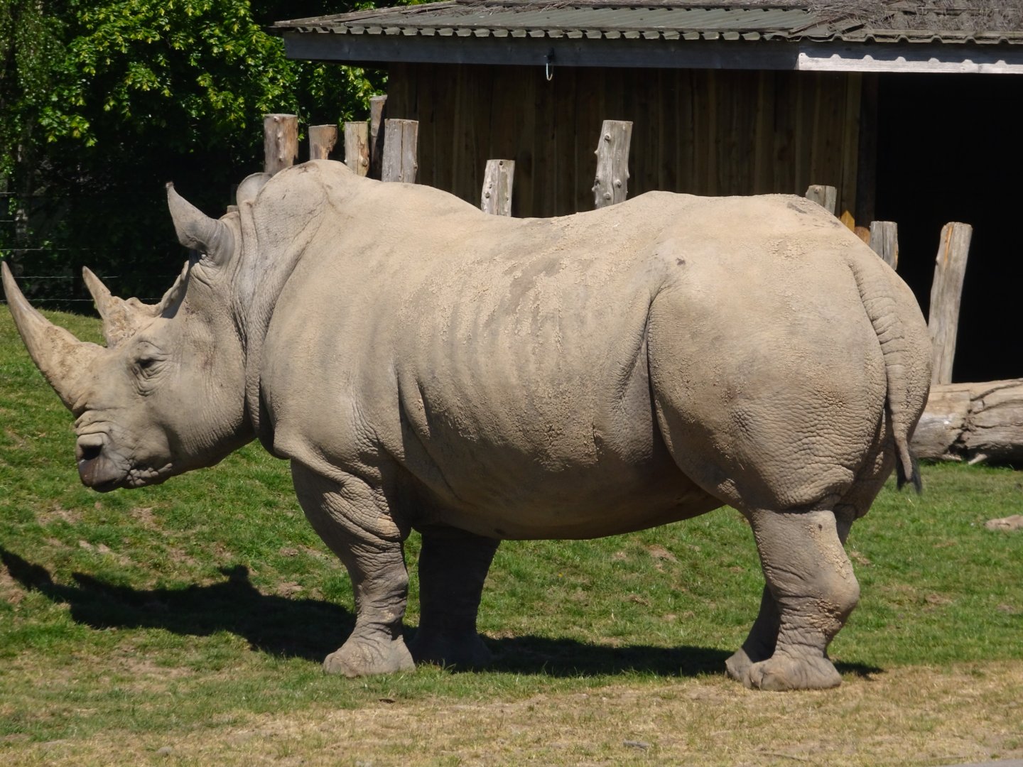 Southern white rhino 20 May 2025