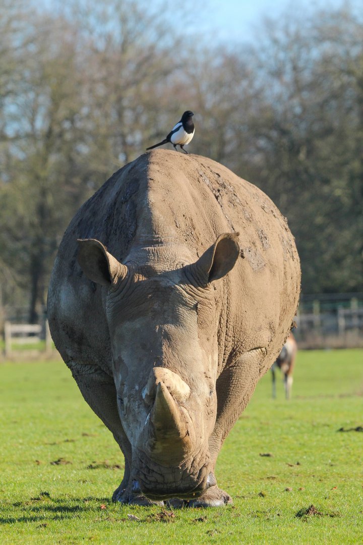 Southern White Rhino- 25th January 2025