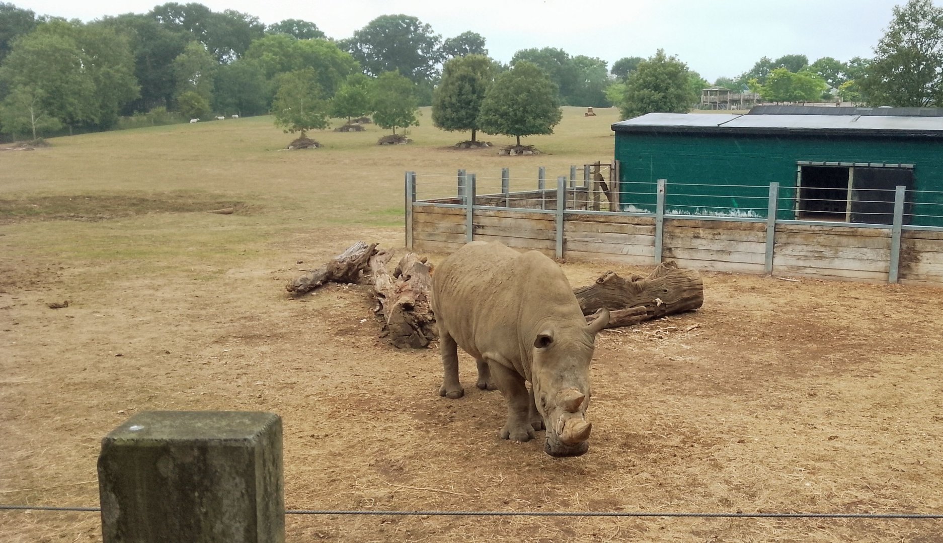 Southern white rhino 290725
