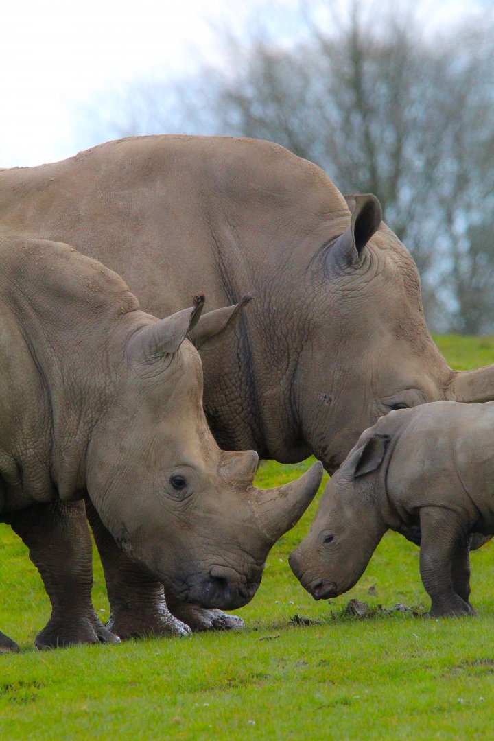 Southern White Rhino- 2nd April 2024