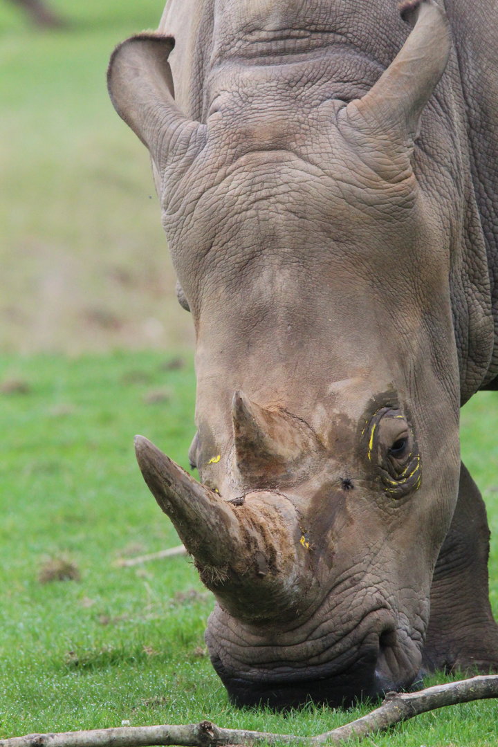 Southern White Rhino- 2nd October 2023
