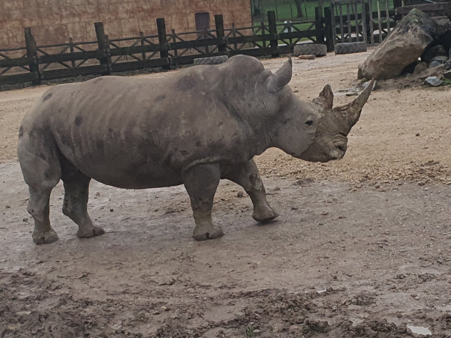 Southern White Rhino 3/1/24