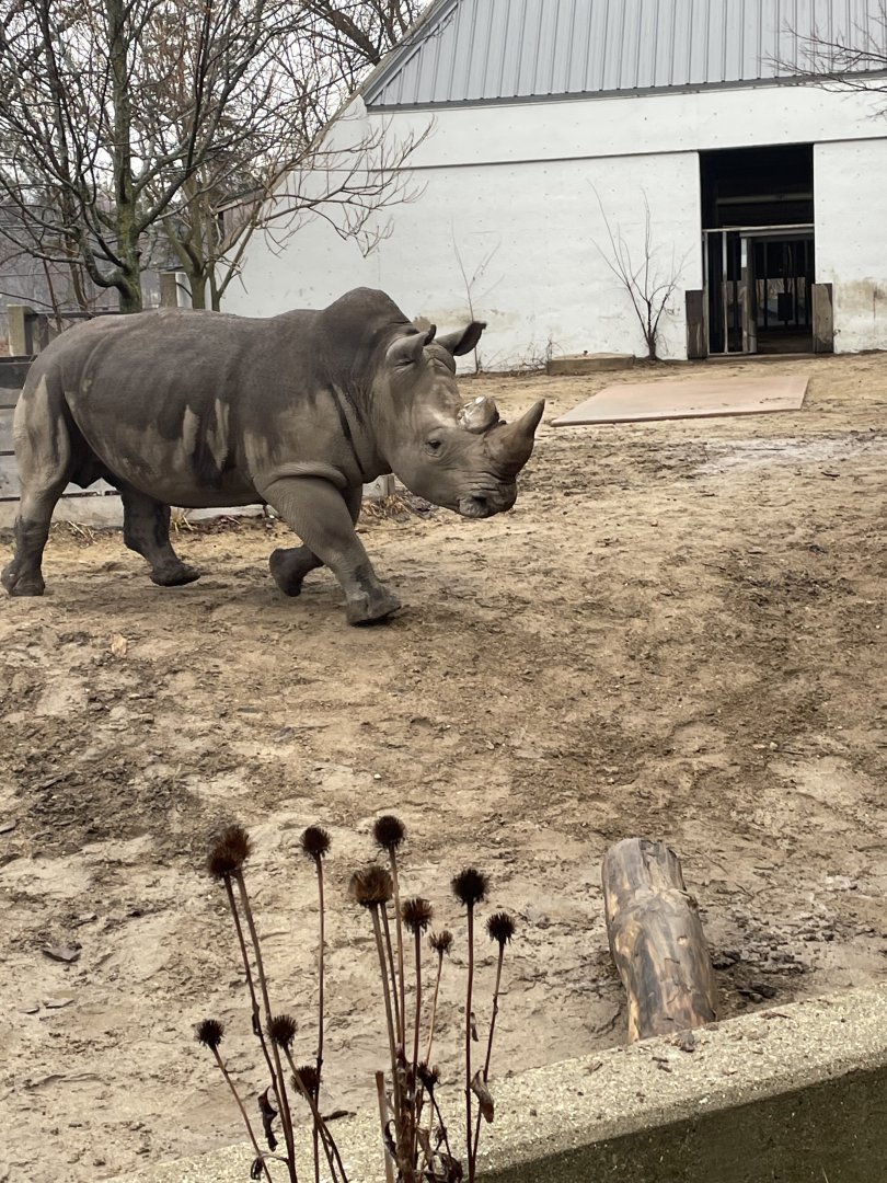 Southern White Rhino (3/17/22)