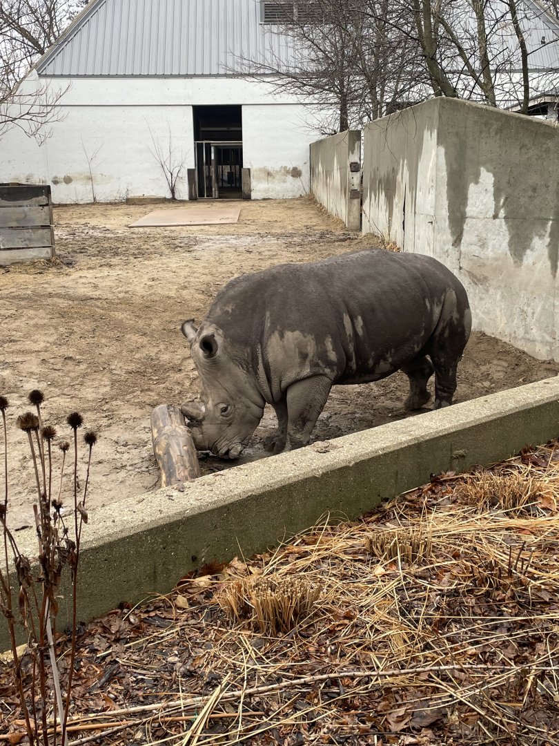 Southern White Rhino (3/17/22)