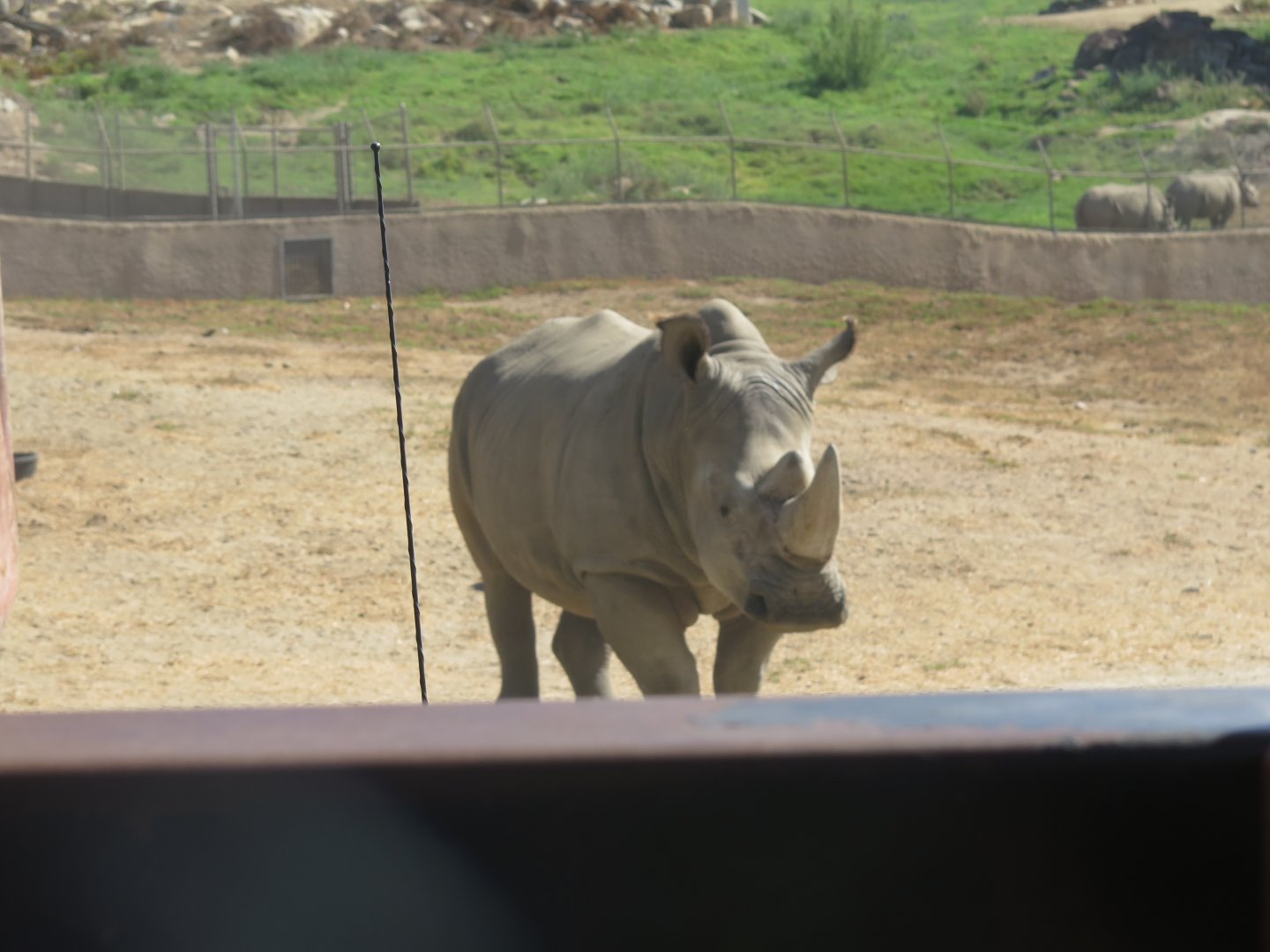 Southern White Rhino(8/23/2024)
