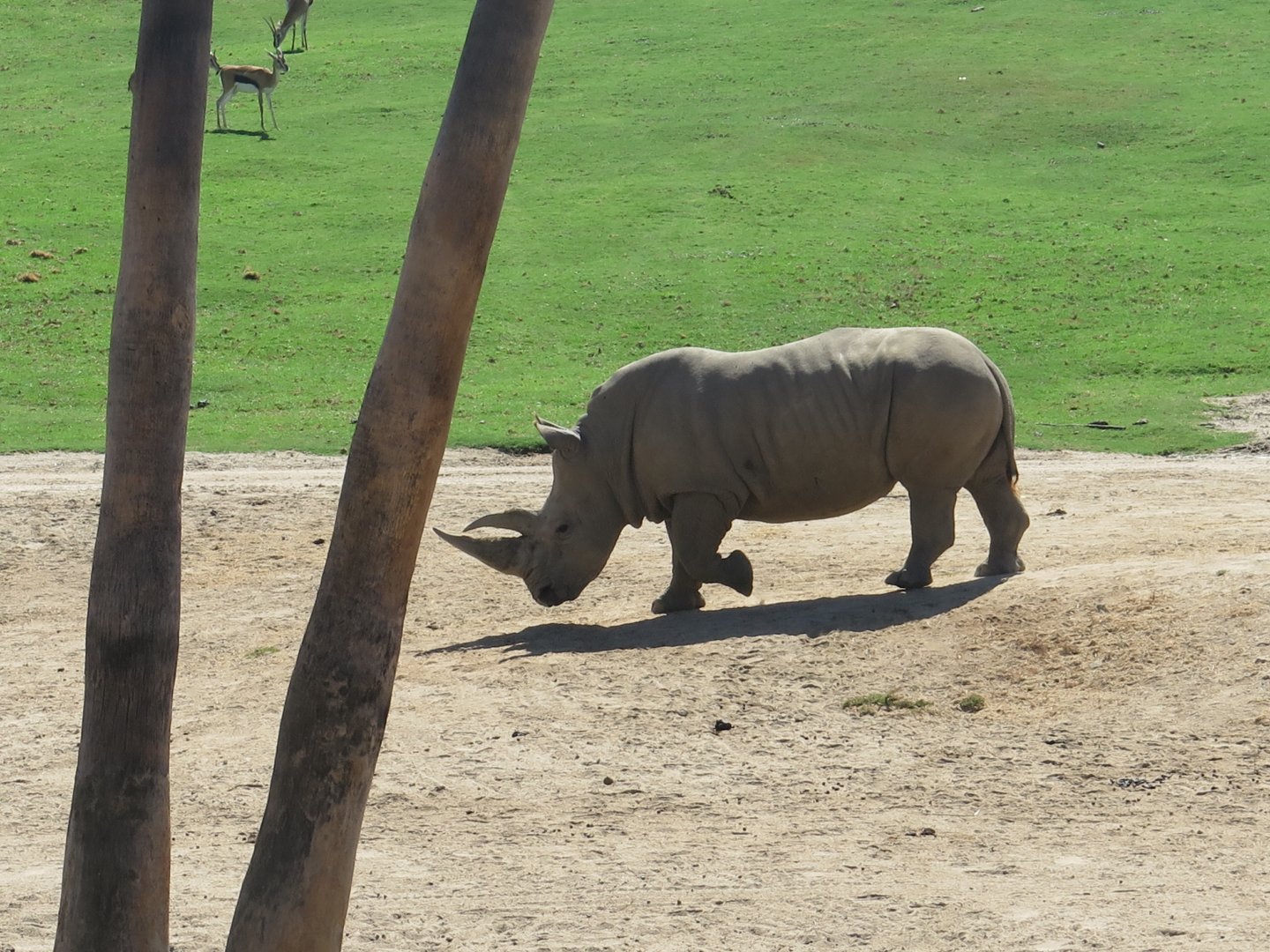 Southern White Rhino(8/23/2024)