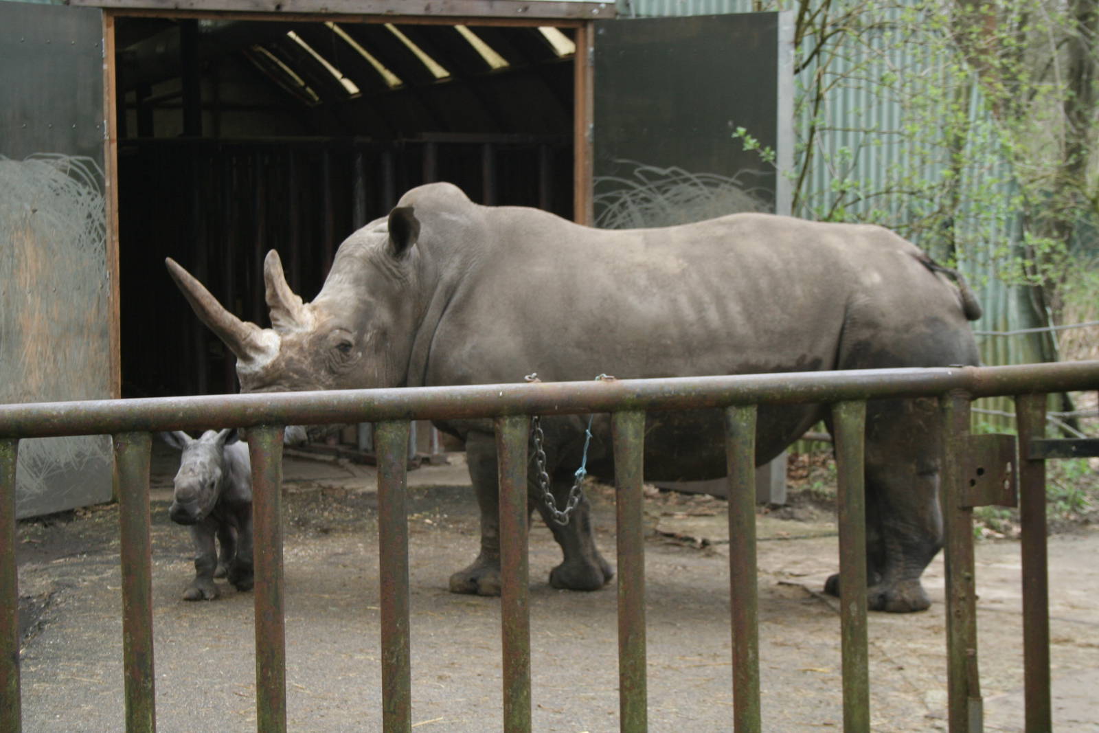 Southern White Rhino and baby(Burgers\' Zoo)3
