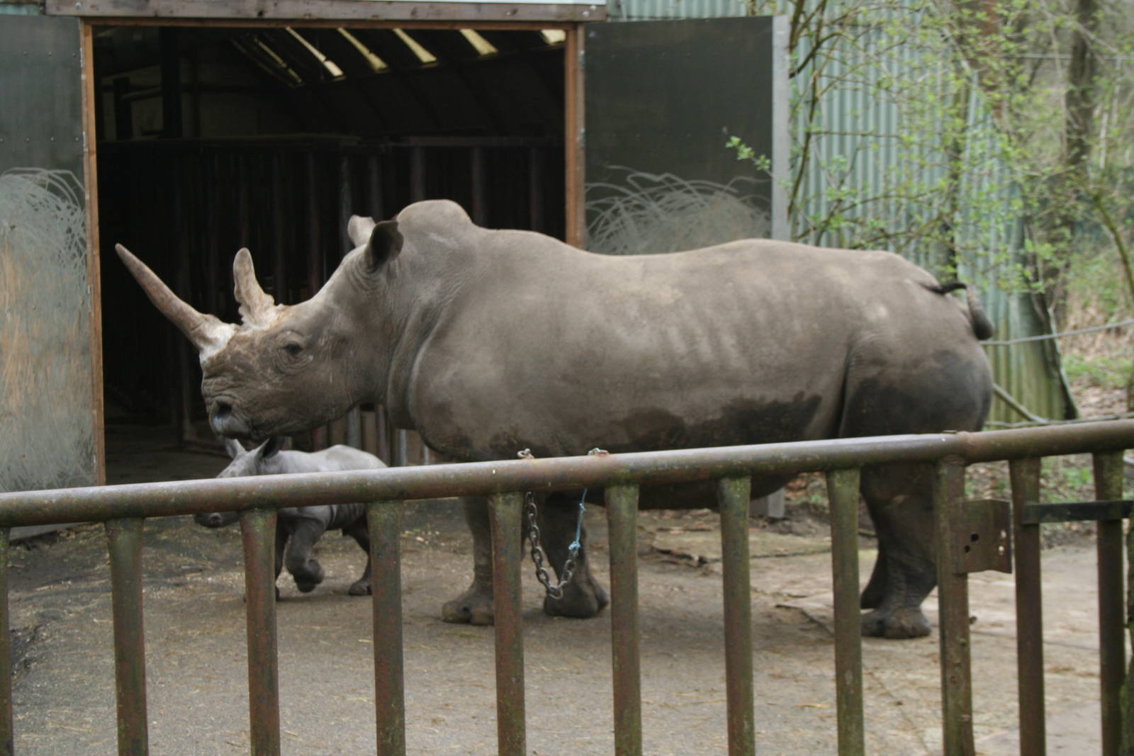 Southern White Rhino and baby(Burgers\' Zoo) 5