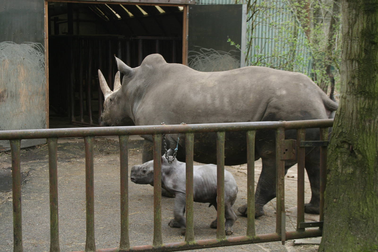Southern White Rhino and baby(Burgers\' Zoo) 67