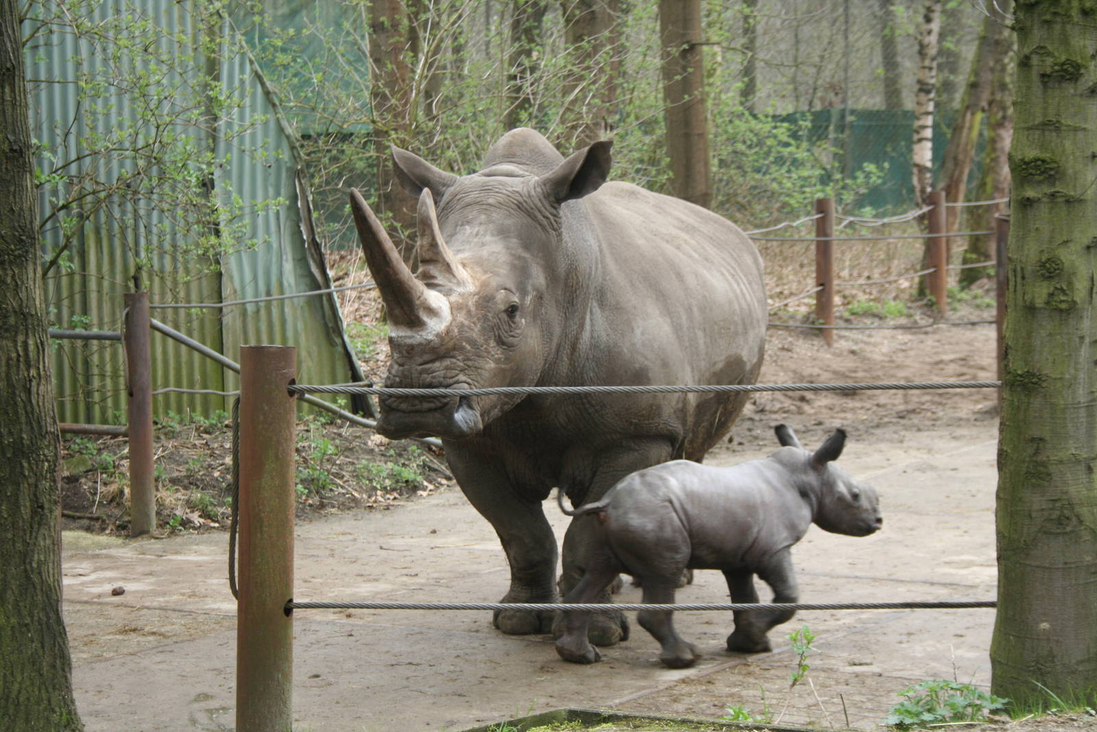 Southern White Rhino and baby(Burgers' Zoo)