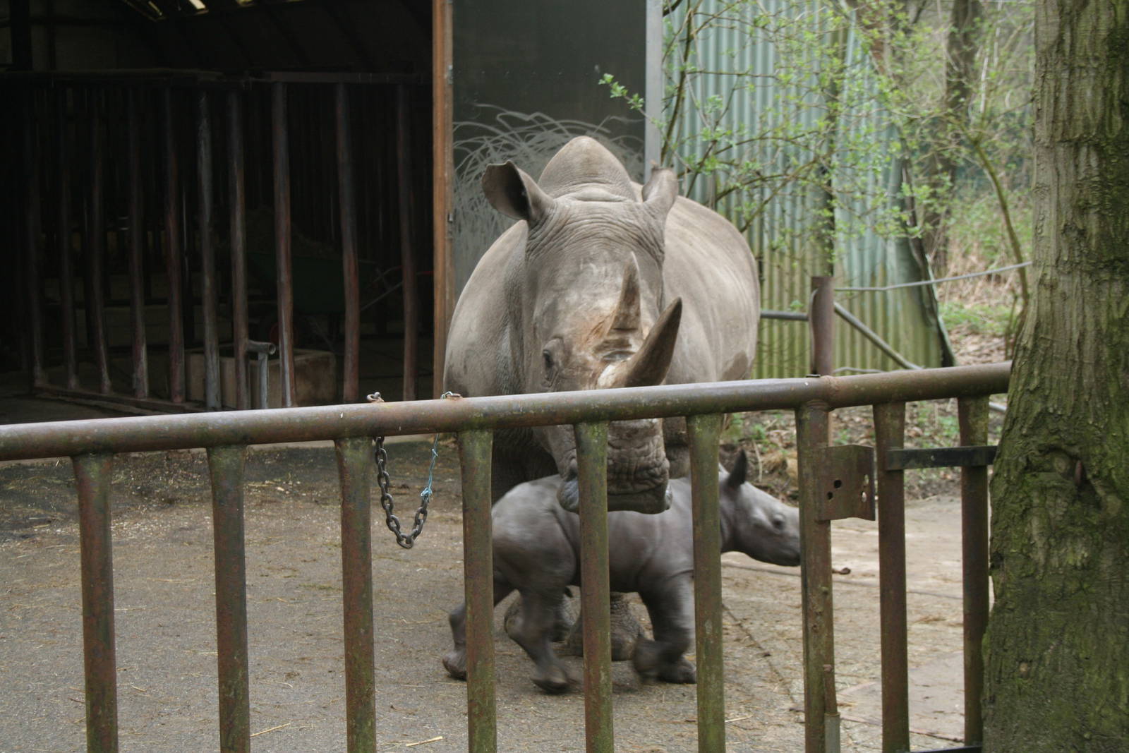 Southern White Rhino and baby(Burgers\' Zoo)