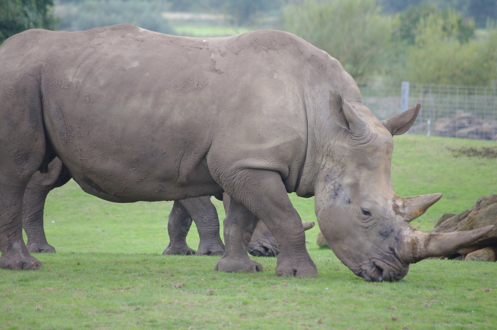 Southern White Rhino and calf- 1/10/2023