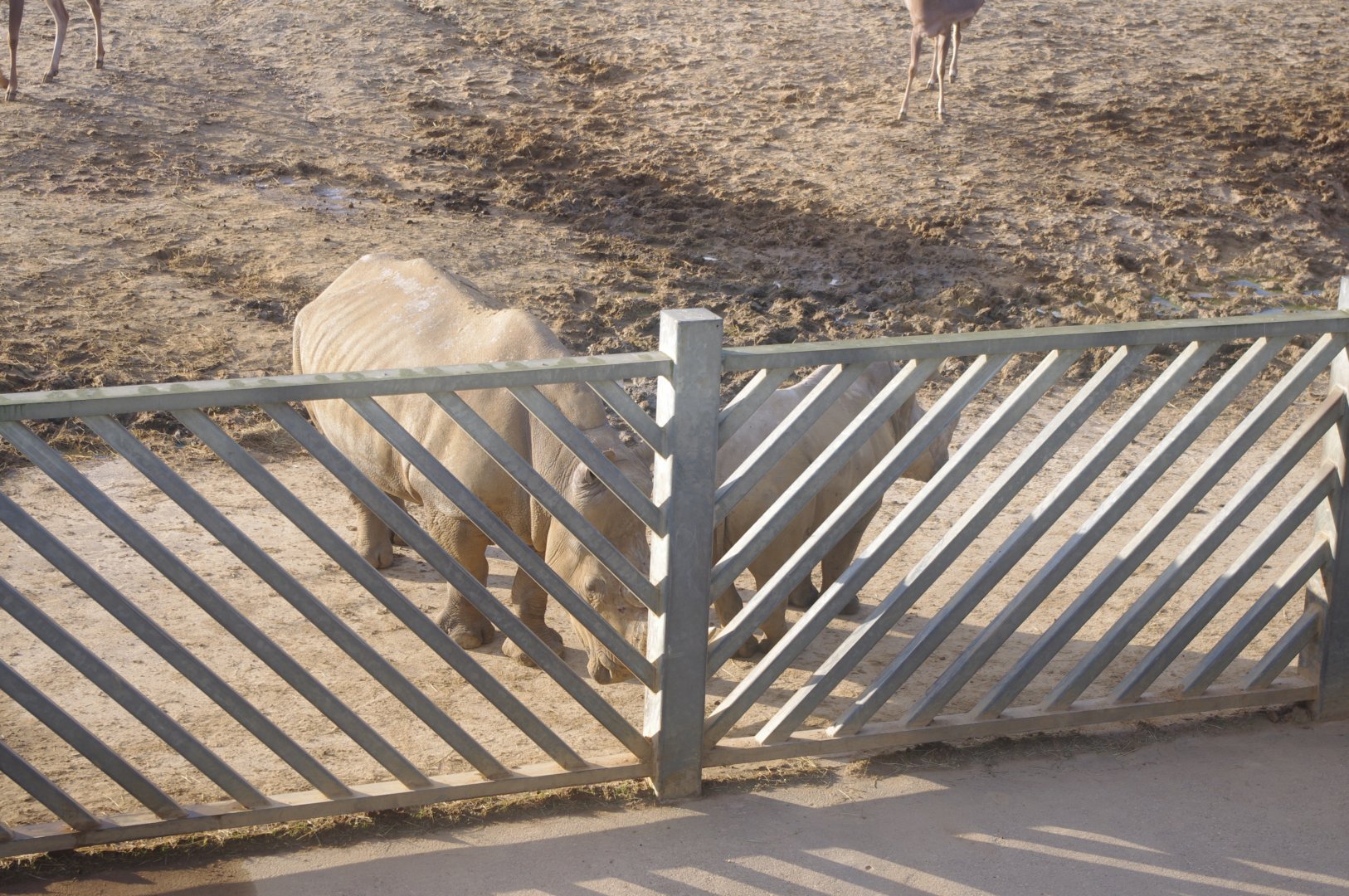 Southern White Rhino and calf- Colchester Zoo 25/2/2022