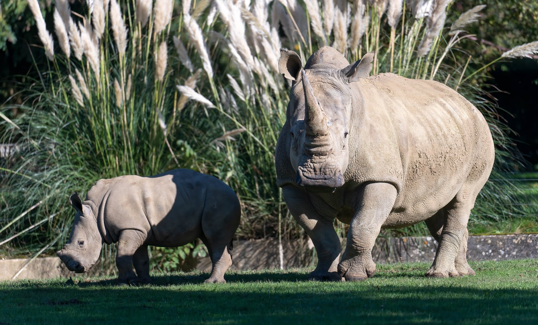 Southern white rhino and calf, CWP, UK
