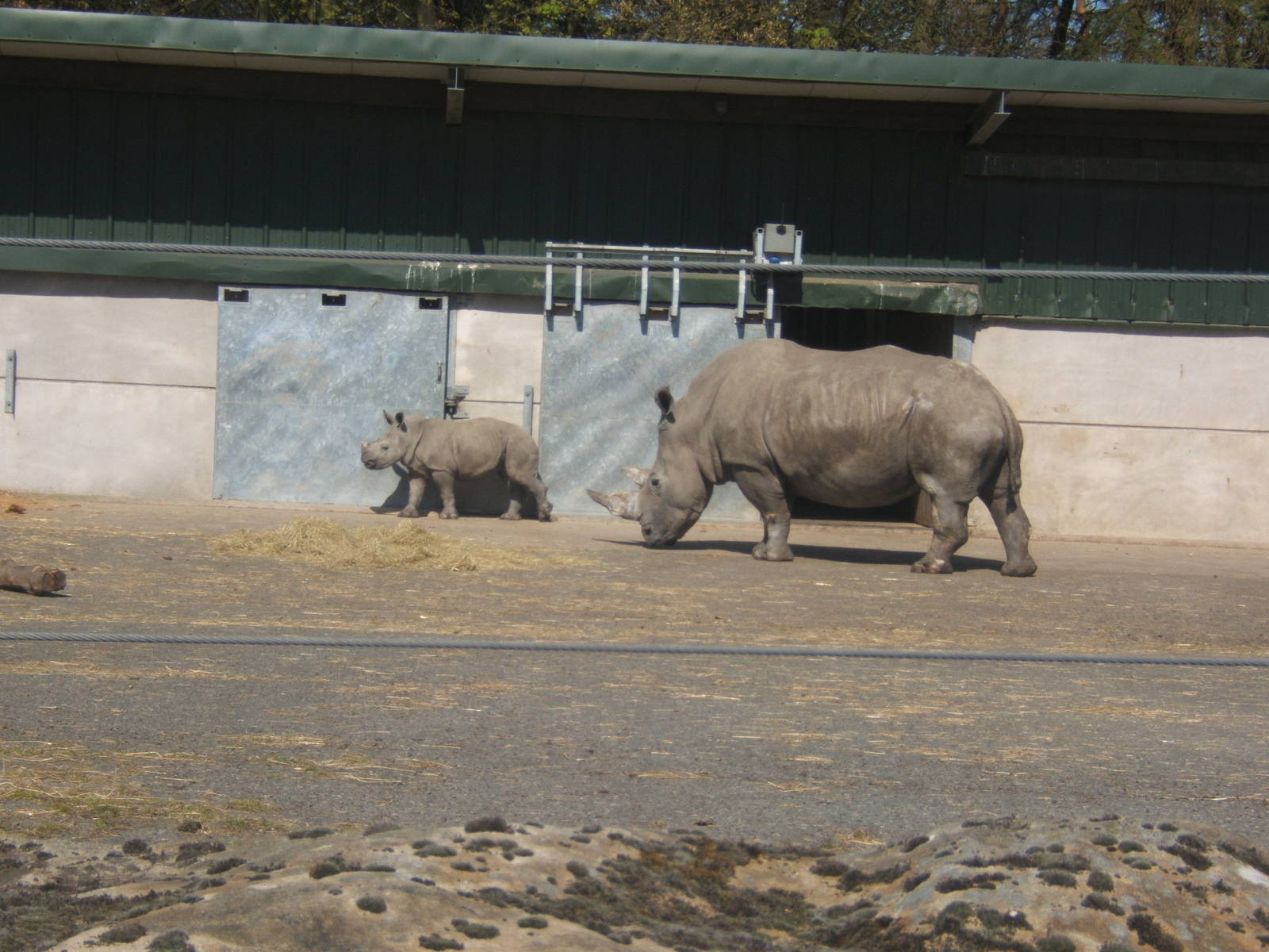 Southern White Rhino and calf