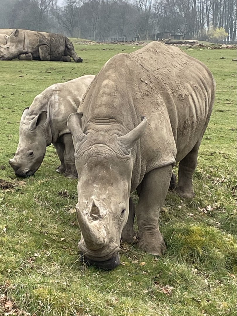 Southern White Rhino and Calf