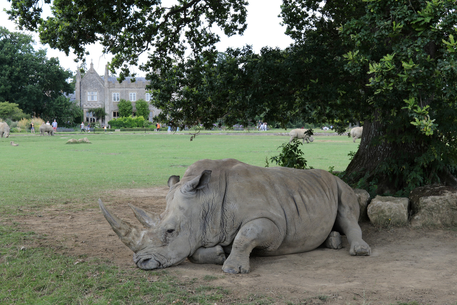 Southern White Rhino and enclosure at Cotswold Wildlife Park 3/8/2021
