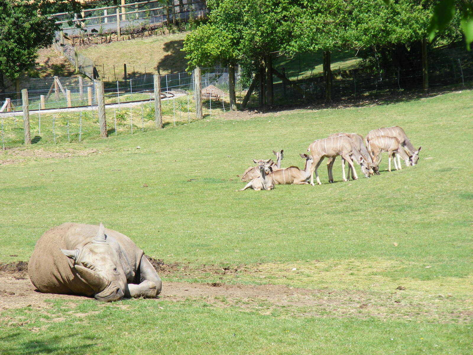 Southern white rhino and greater kudus at Marwell Wildlife, 21 May 2011