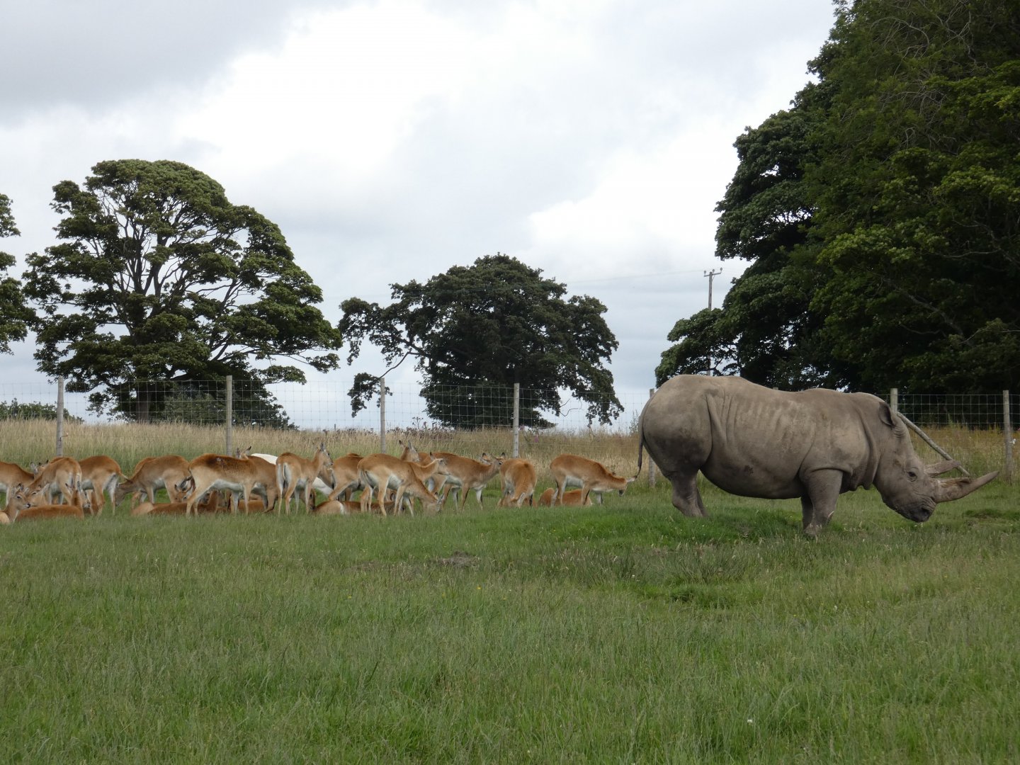 Southern White Rhino and Kafue Flats Lechwe