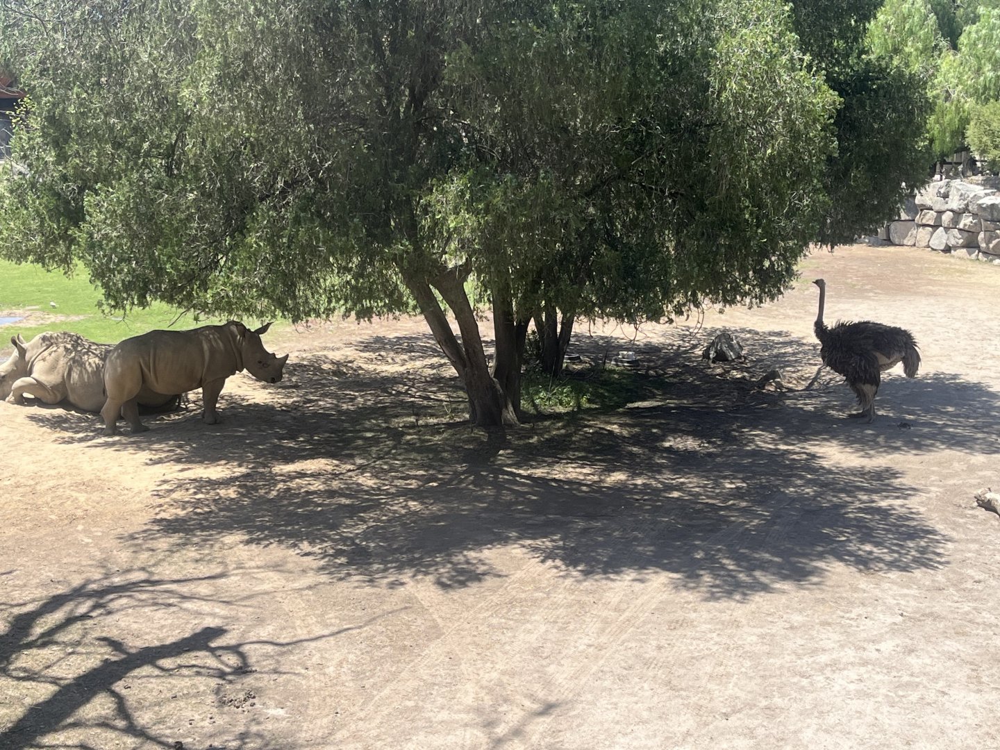 Southern White Rhino and Ostrich