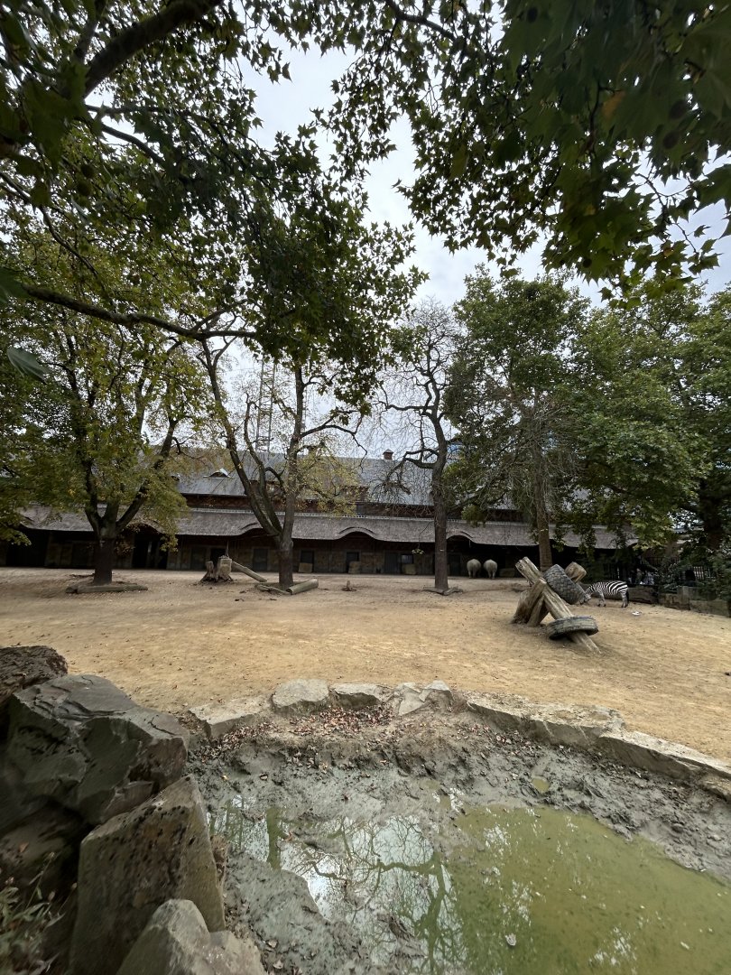 Southern white rhino and plains zebra savannah
