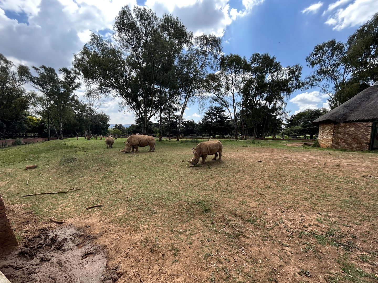 Southern White Rhino and Southern Mountain Reedbuck Enclosure (Ceratotherium simum simum and Redunca fulvorufula fulvorufula)