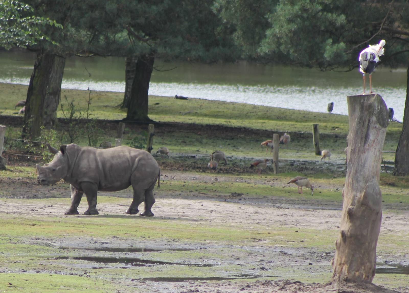 Southern white rhino and white stork
