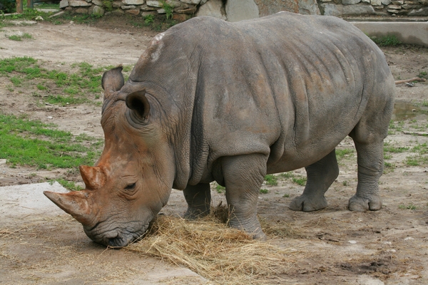 Southern White Rhino at Bratislava ZOO