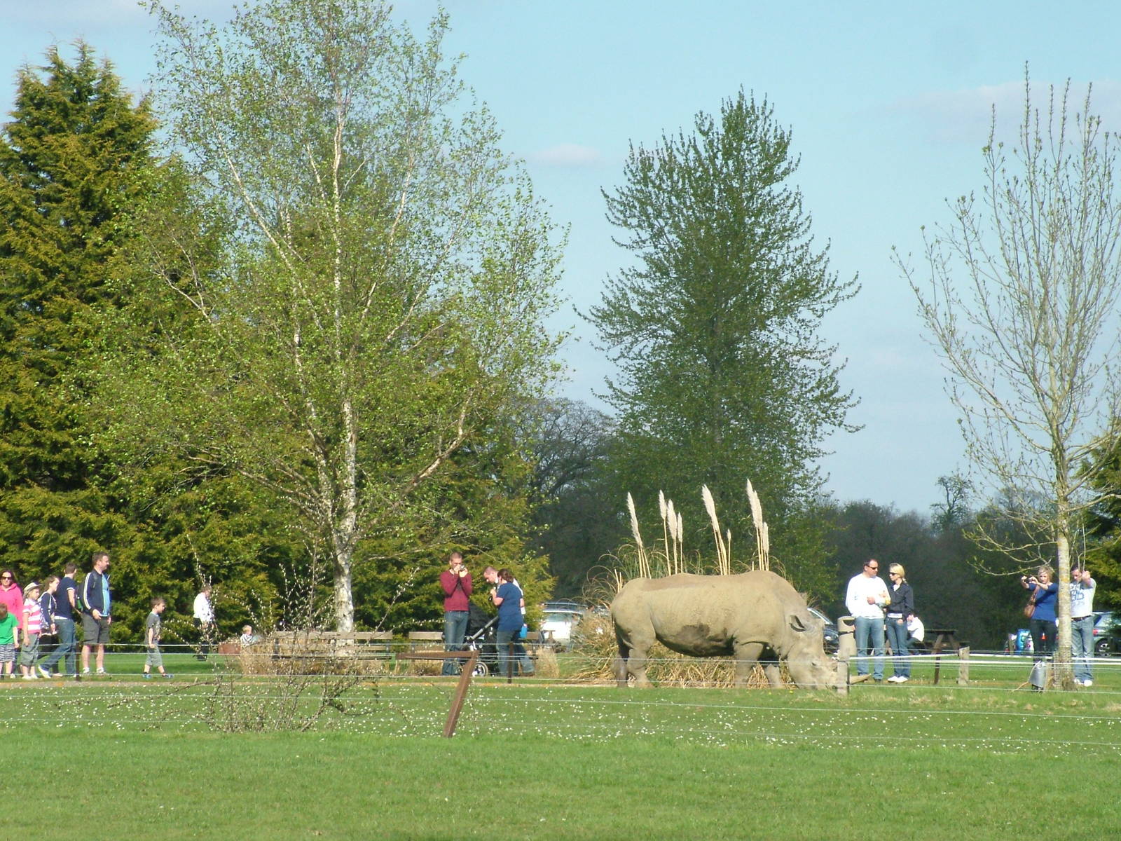 Southern White Rhino at Cotswold WP 13/04/09