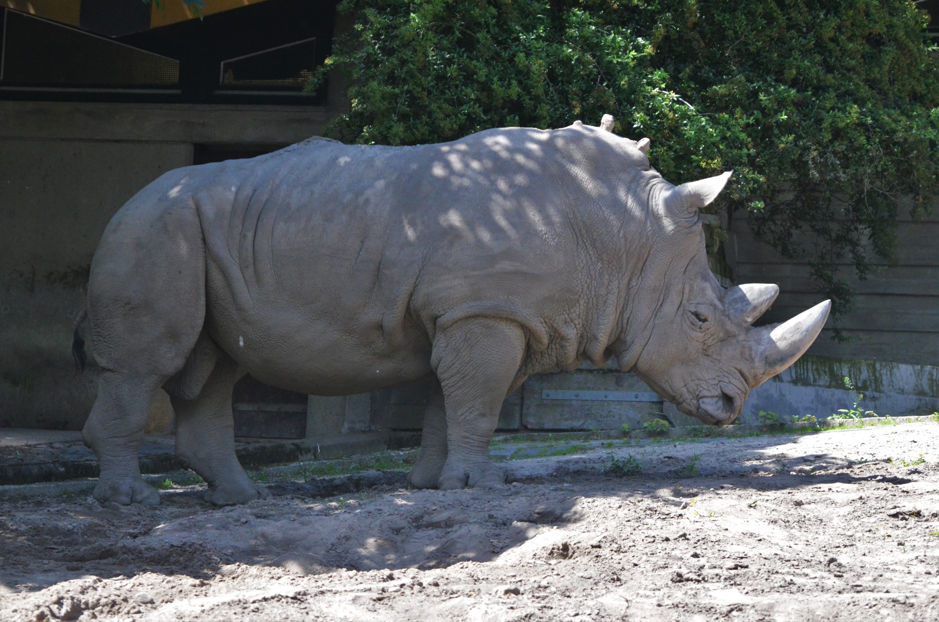 Southern White Rhino at Duisburg, 17/06/19