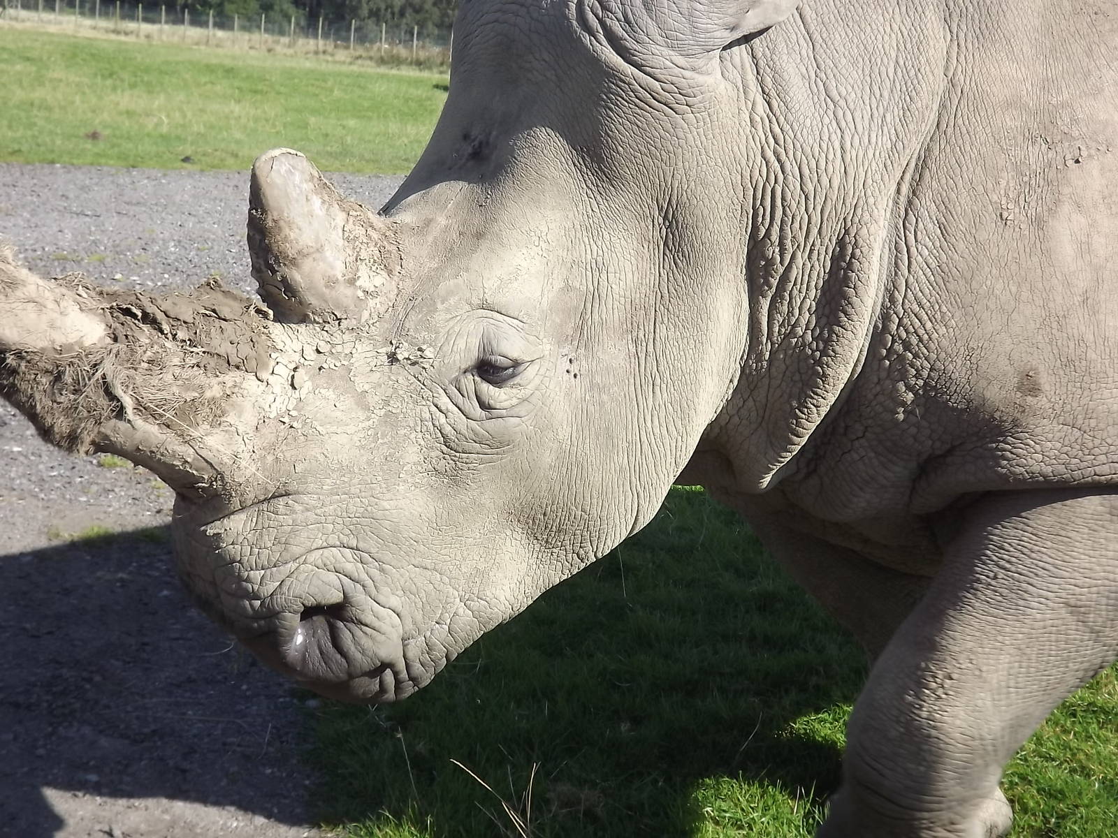 Southern White Rhino at Knowsley Safari Park 08/09/12
