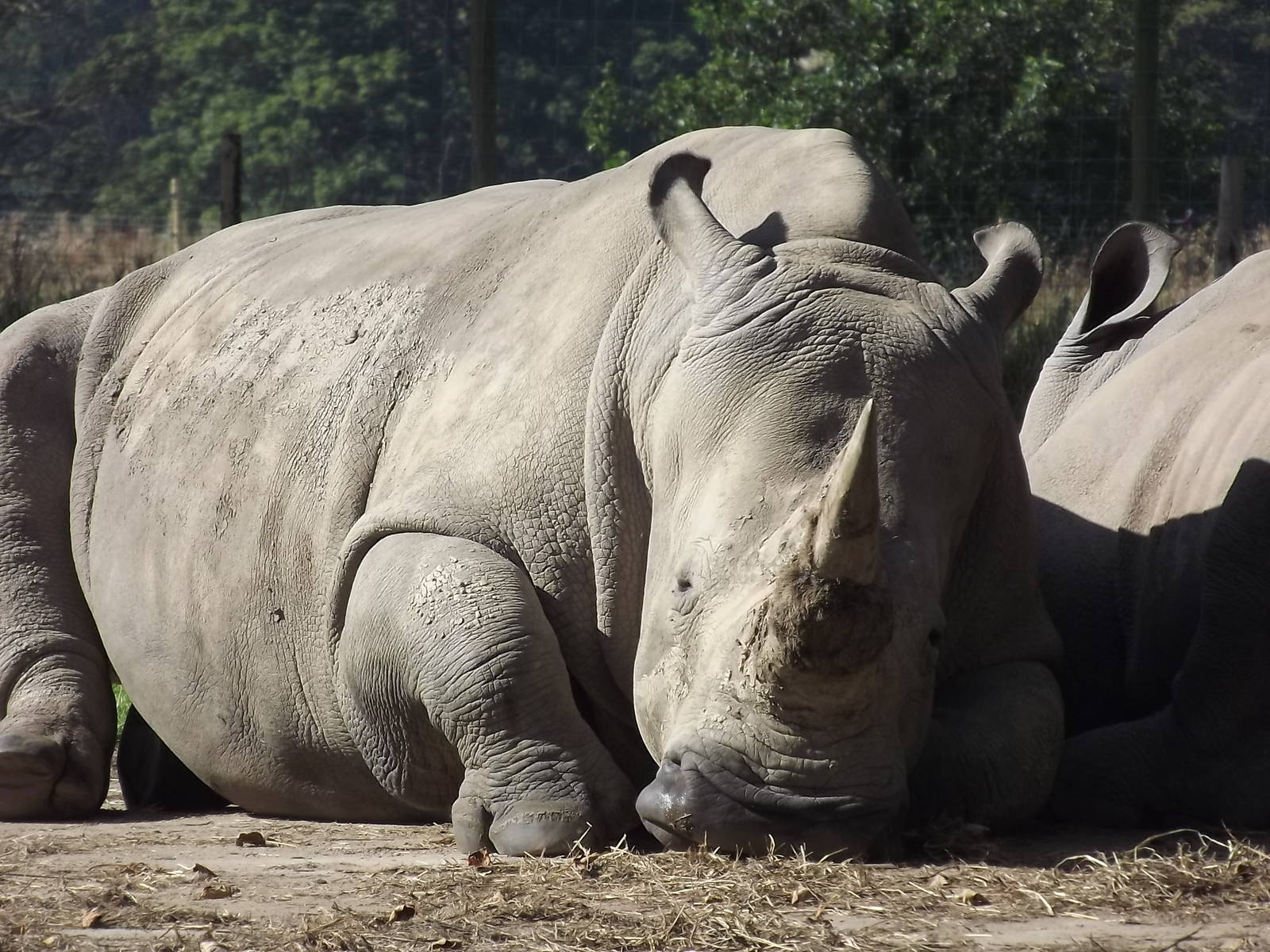 Southern White Rhino at Knowsley Safari Park 08/09/12