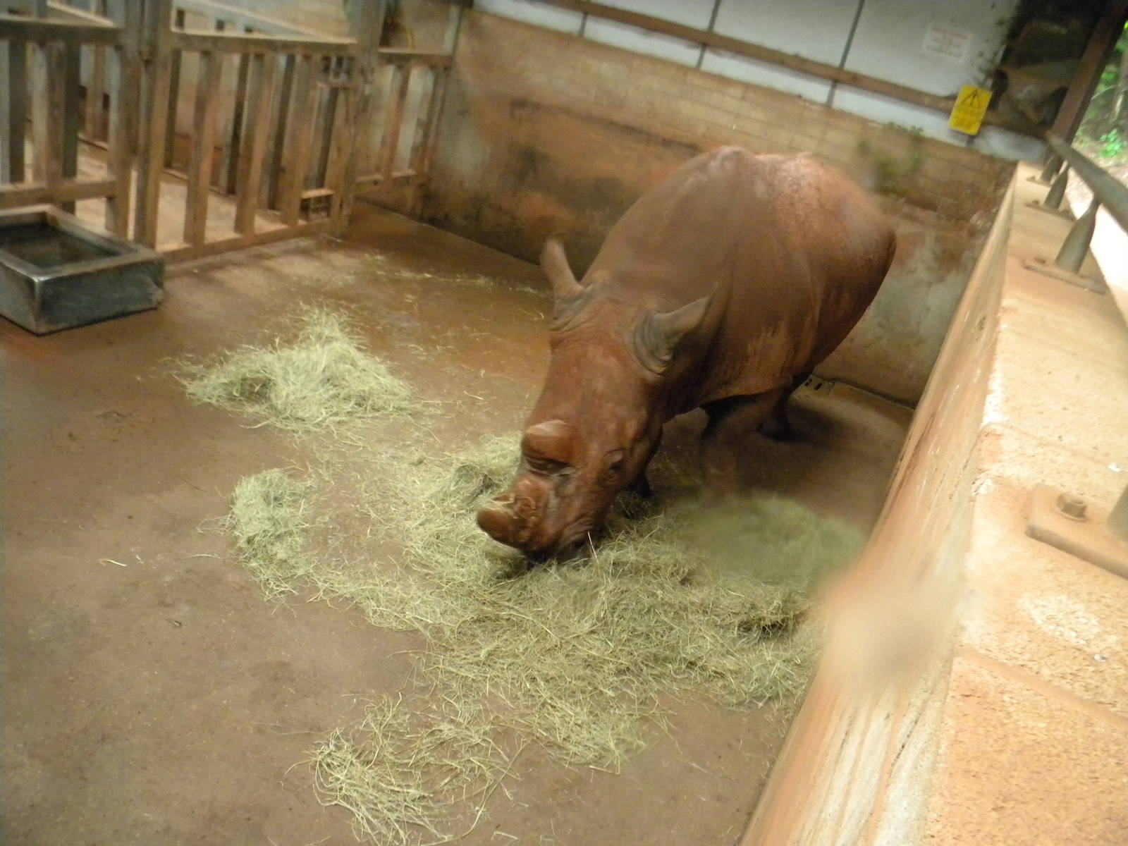 Southern White Rhino at SLWAP 16/07/11