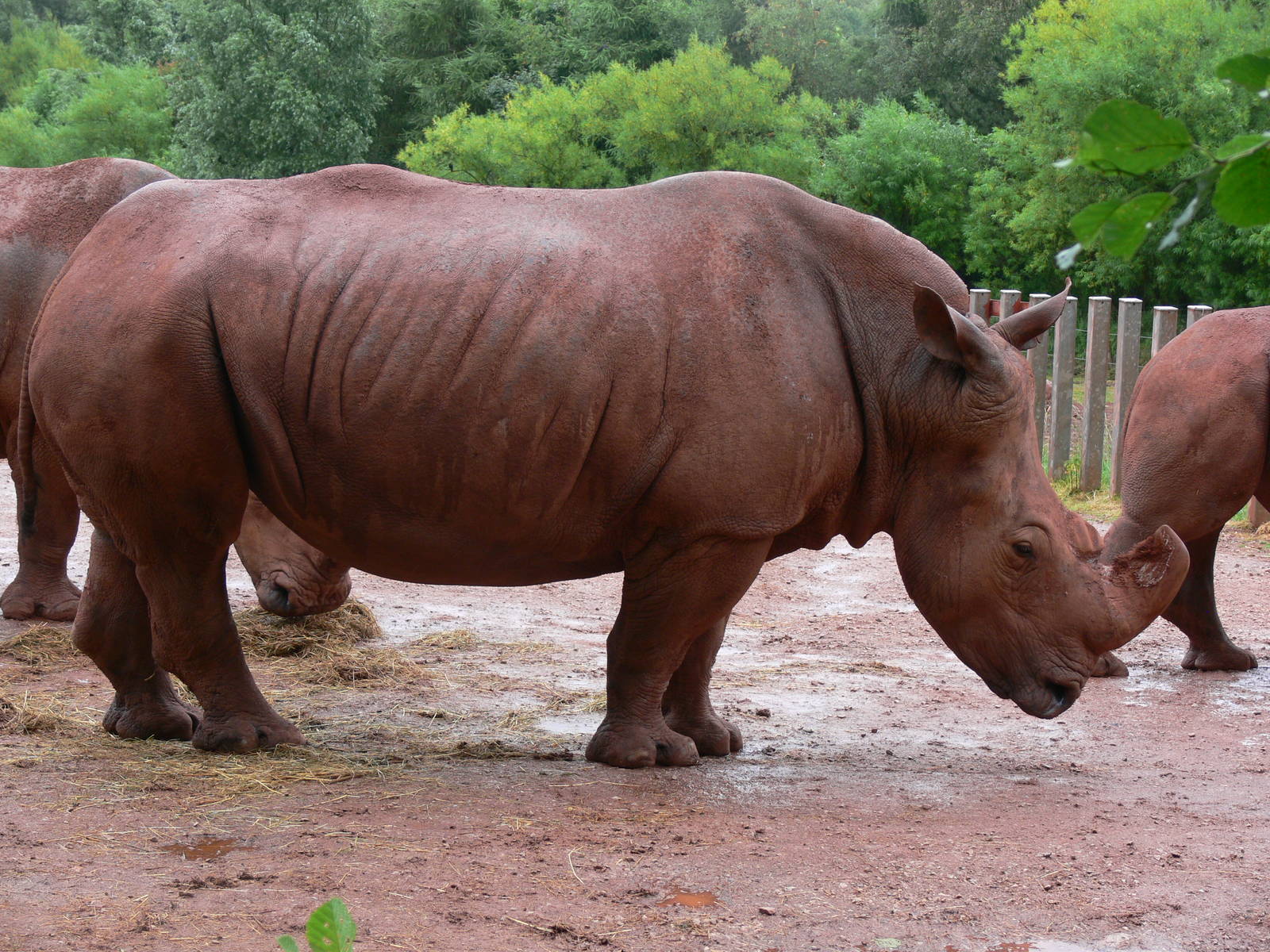 Southern White Rhino at South Lakes, 04/07/14