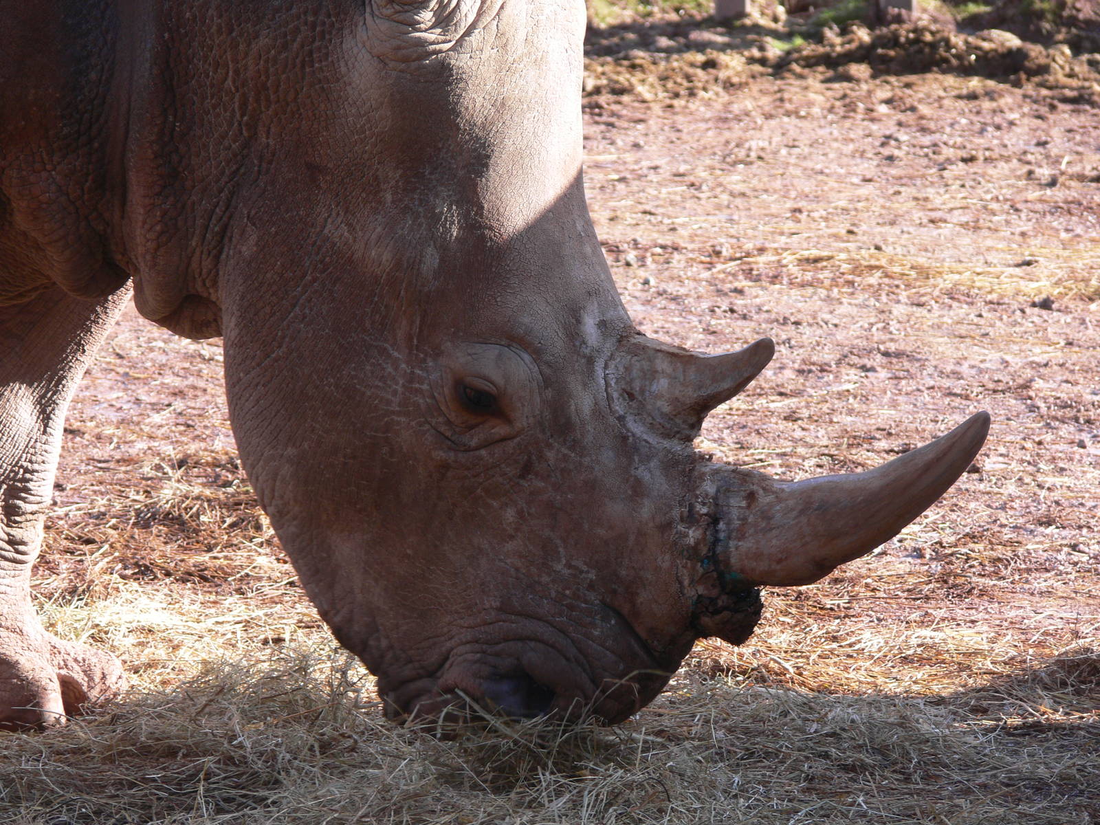 Southern White Rhino at South Lakes, 16/02/14