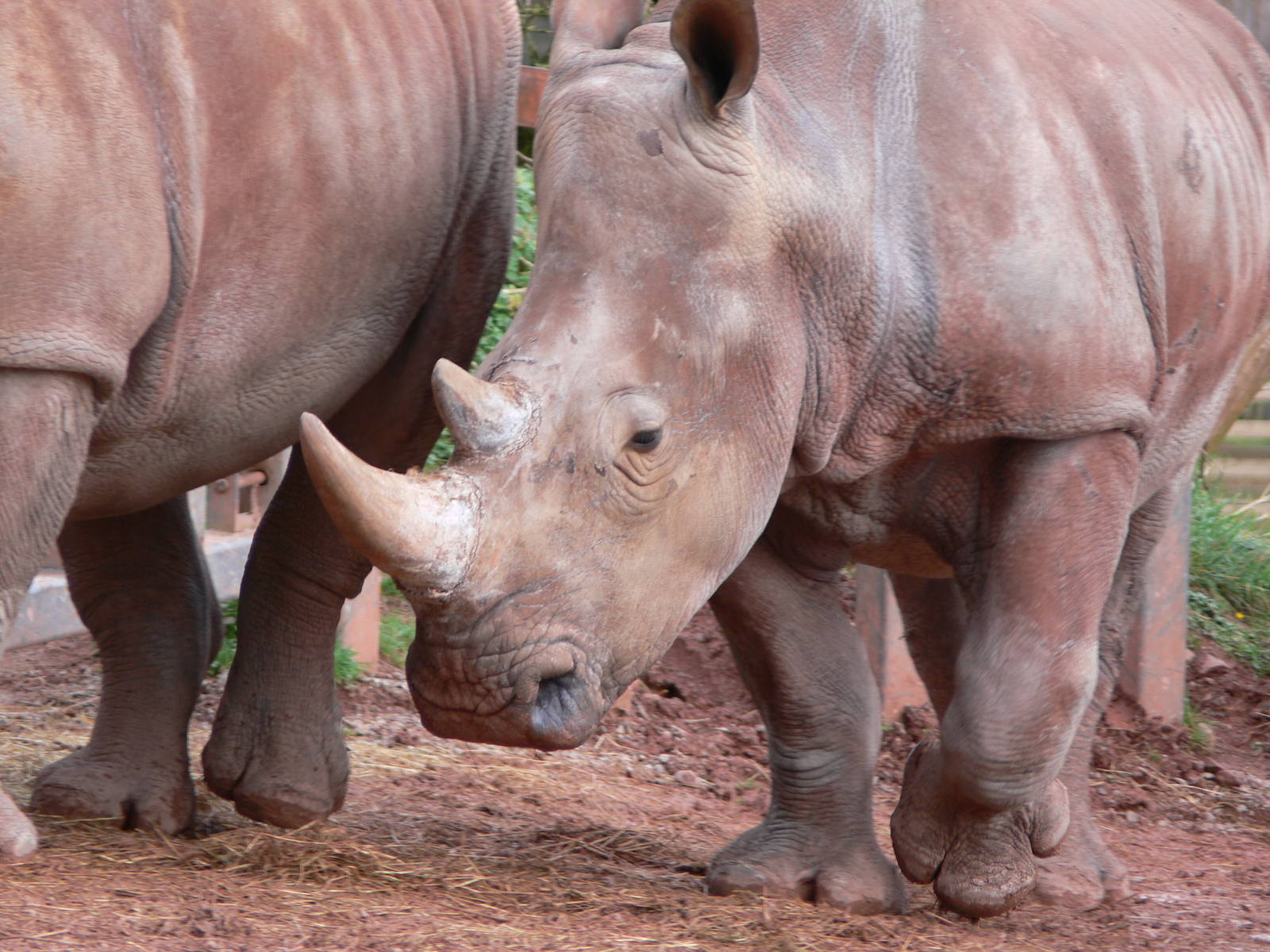 Southern White Rhino at South Lakes WAP 24/11/12