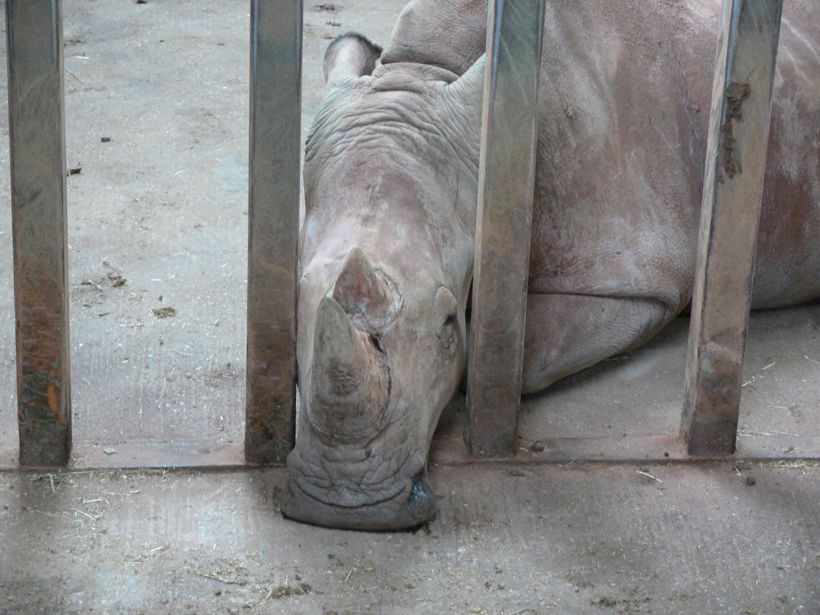 Southern White Rhino at South Lakes WAP, 24/11/12