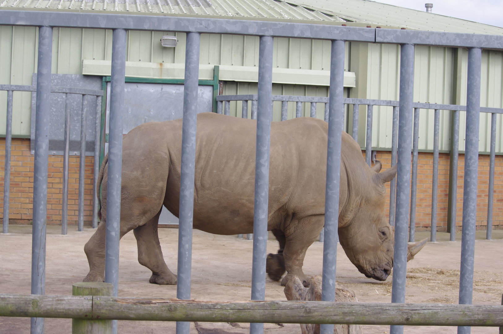 Southern White Rhino bull- 1/10/2023