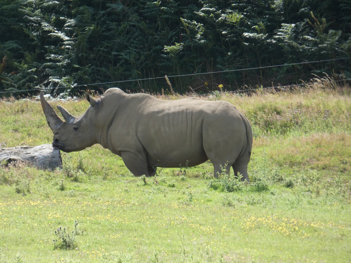 Southern White Rhino bull