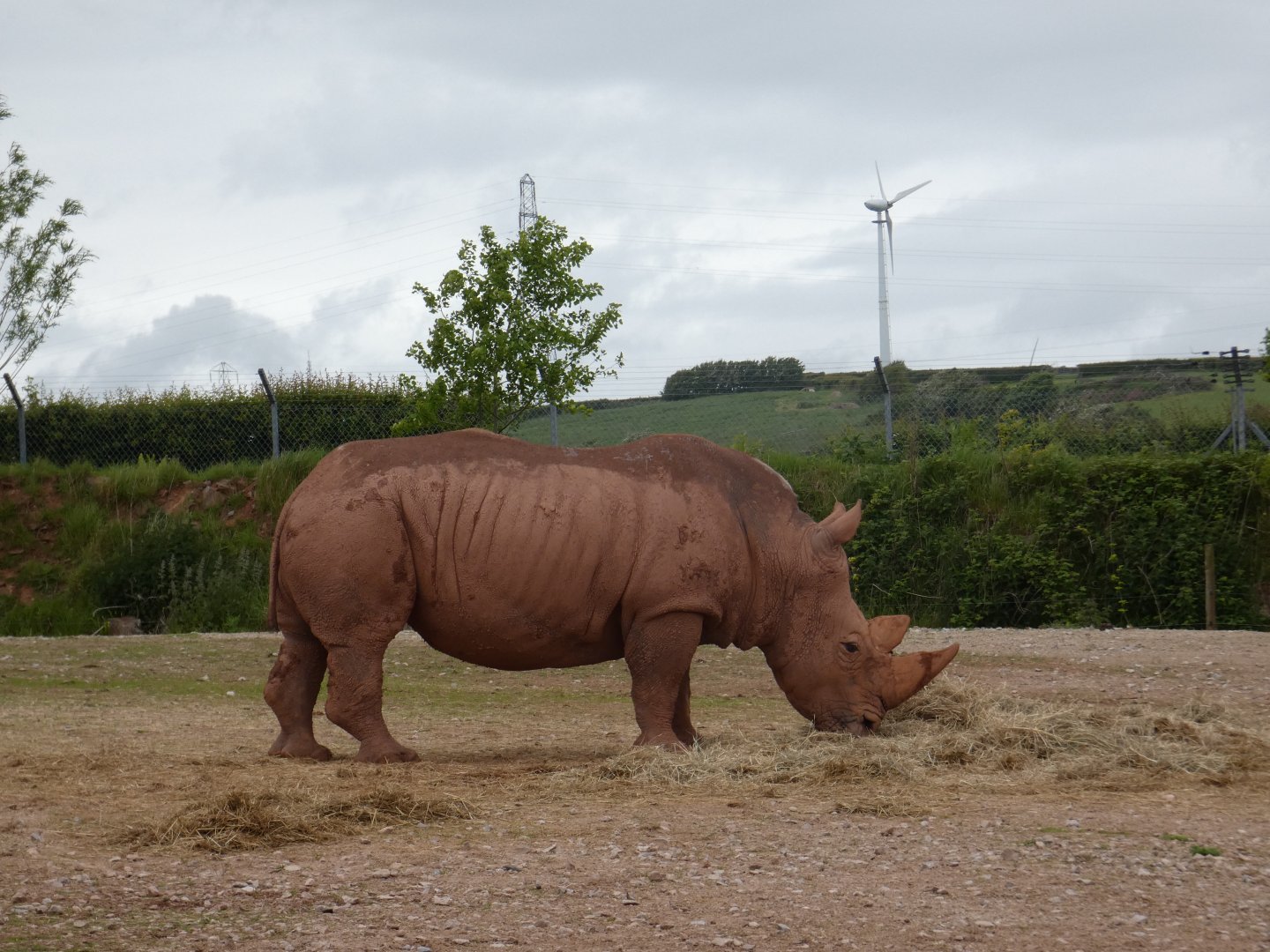 Southern white rhino bull