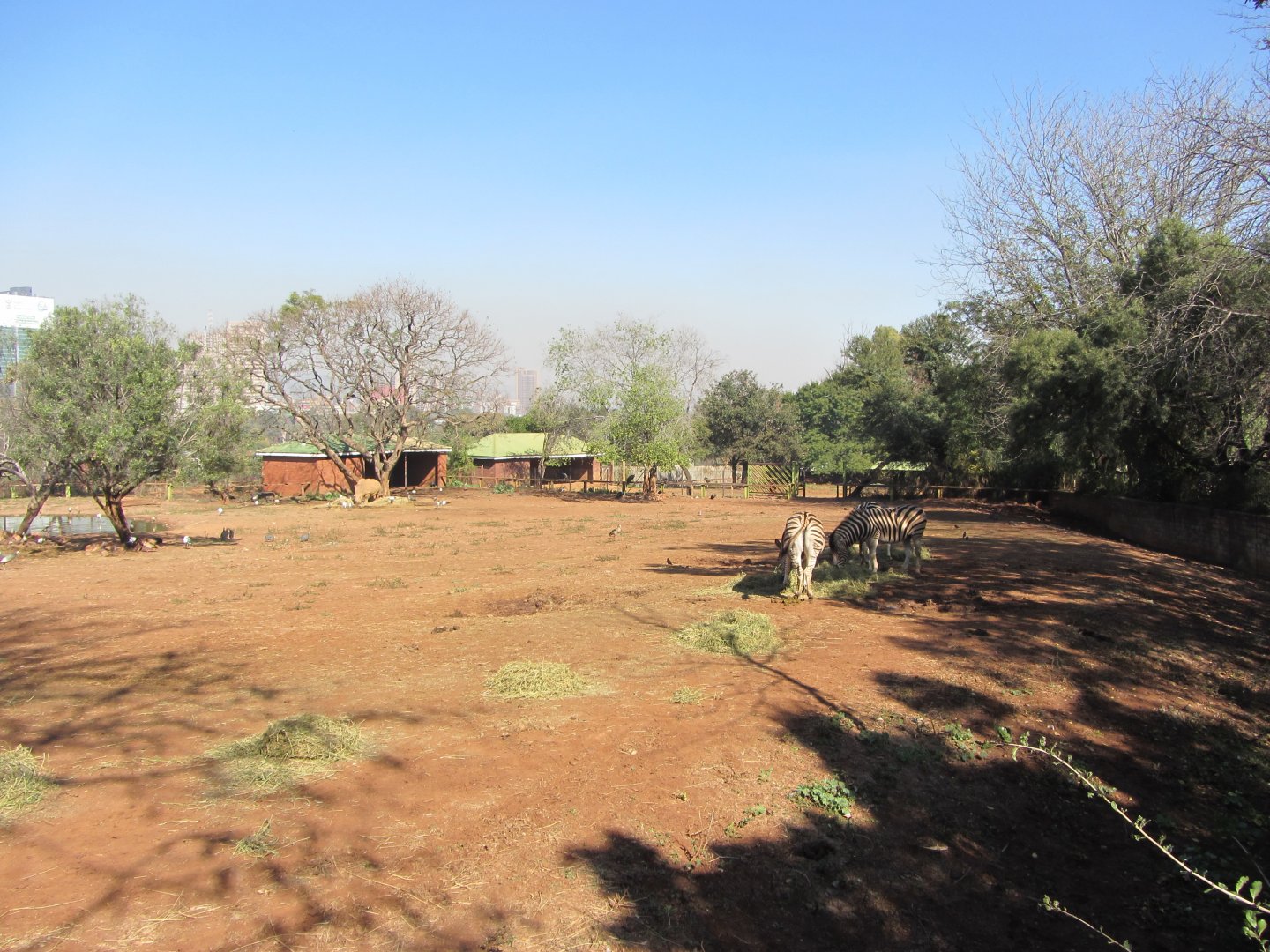 Southern White Rhino/Burchell's Zebra Yard