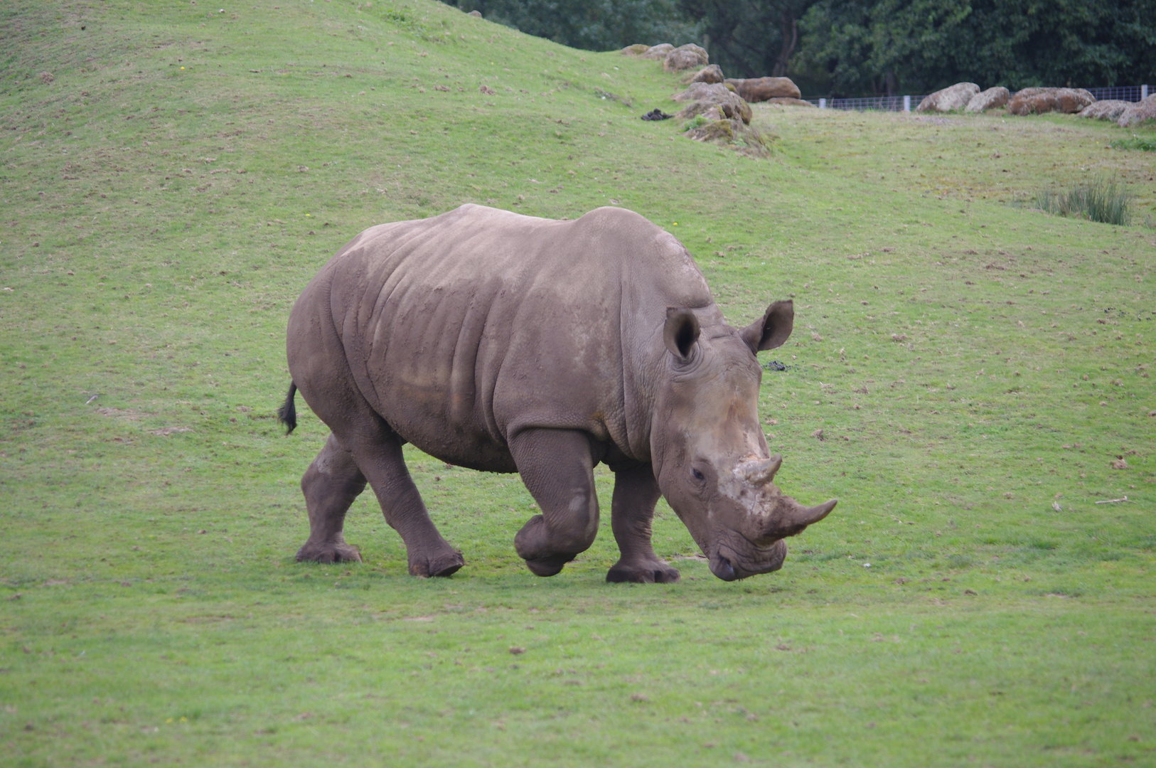 Southern White Rhino calf- 1/10/2023