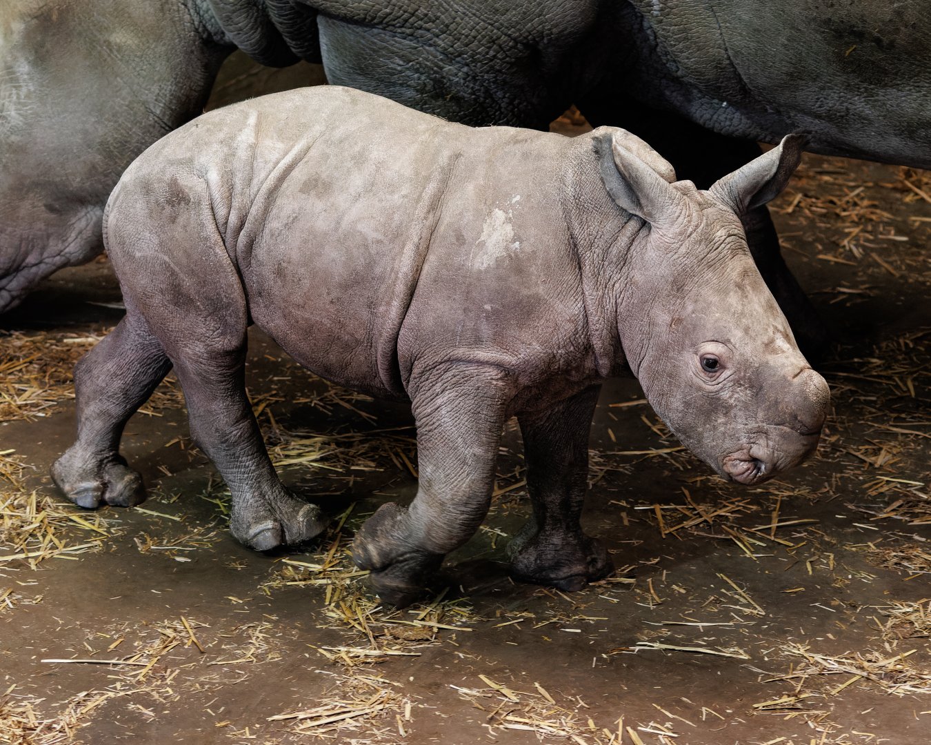 Southern White Rhino calf / 19-1-2022 / Africa Alive!