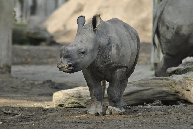Southern white rhino calf - 25.09.2017