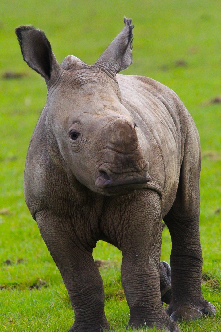 Southern White Rhino Calf- 2nd April 2024