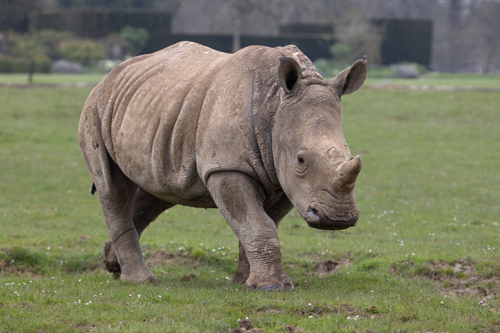 Southern white Rhino calf / Cotswold Wildlife Park / 5-4-23