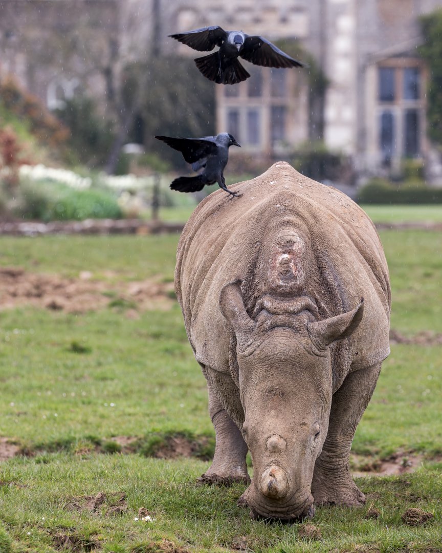 Southern White Rhino calf / Cotswold Wildlife Park / 5-4-23
